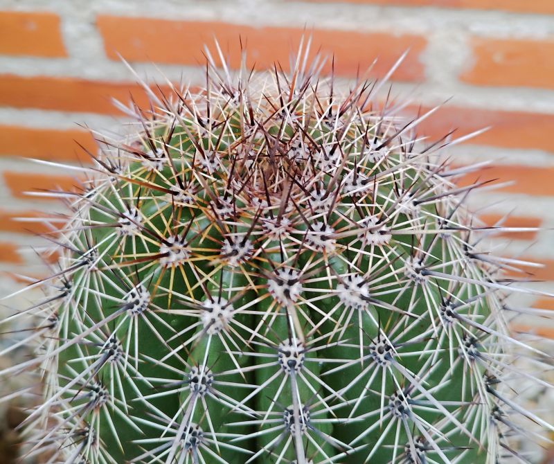 Una foto de Carnegiea gigantea