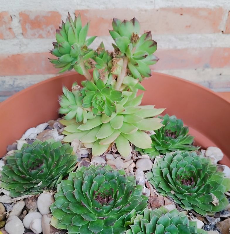 Una foto de Sempervivum tectorum