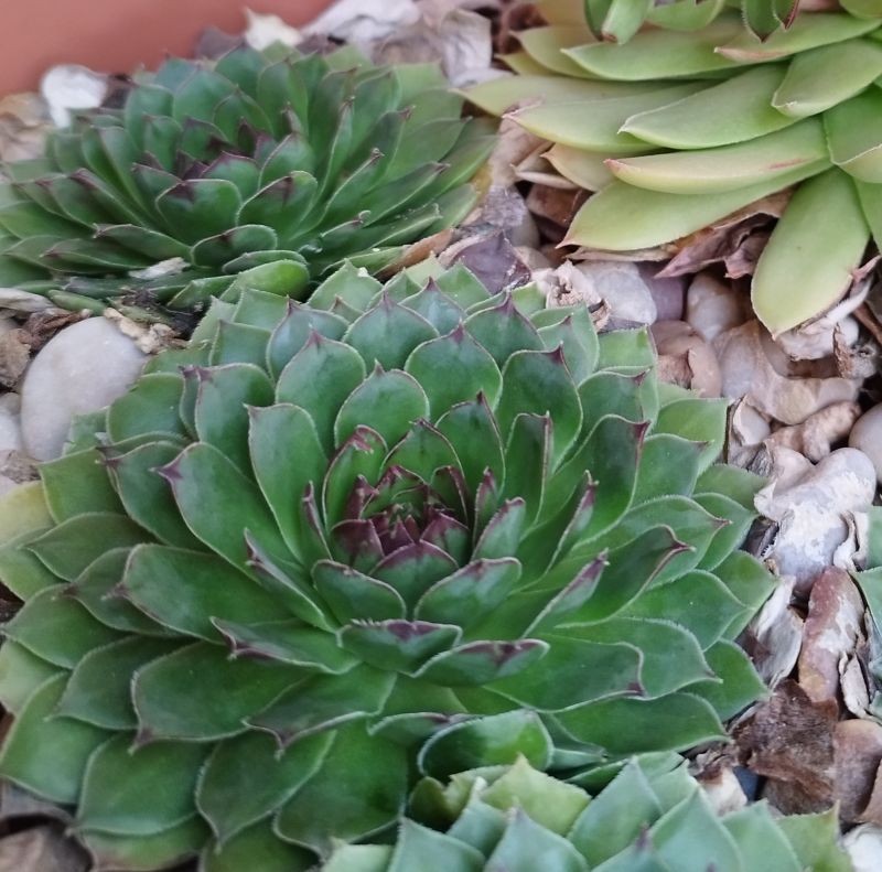 Una foto de Sempervivum tectorum