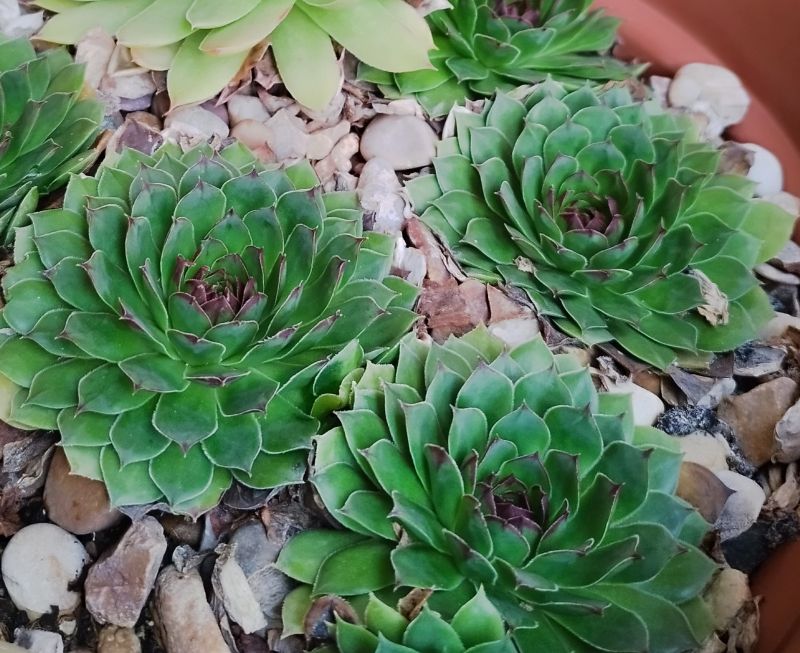 Una foto de Sempervivum tectorum