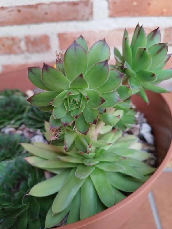 Una foto de Sempervivum tectorum