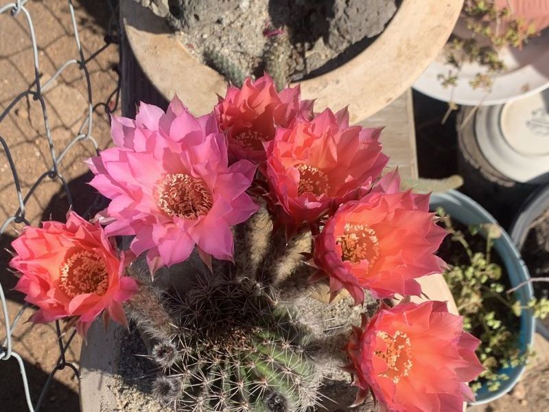 Foto de un cactus que se está identificando actualmente