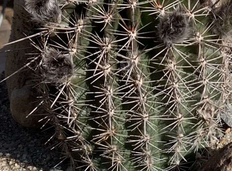 Foto de un cactus que se está identificando actualmente
