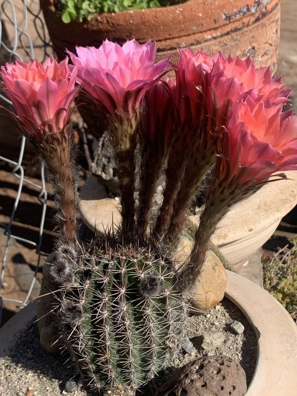 Foto de un cactus que se está identificando actualmente