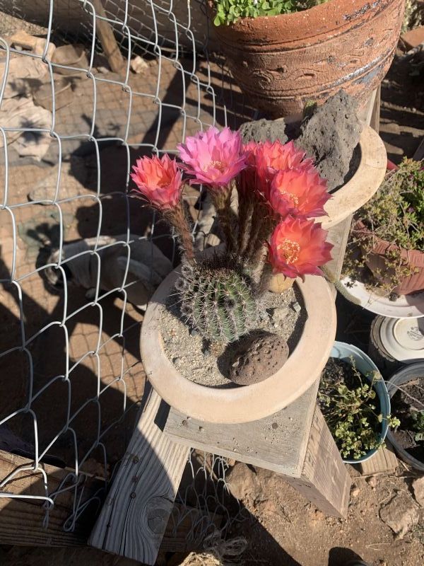 Foto de un cactus que se está identificando actualmente