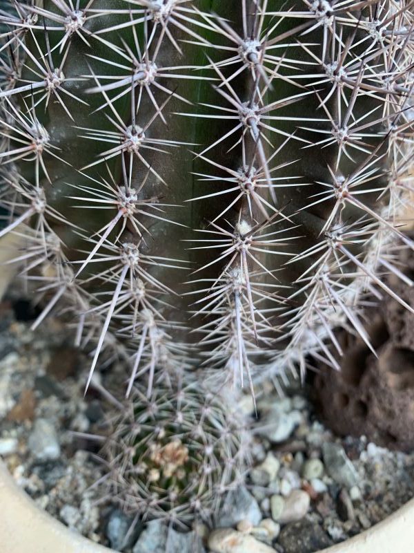 Foto de un cactus que se está identificando actualmente