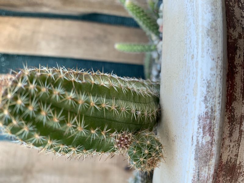 Una foto de Chamaelobivia silvestri