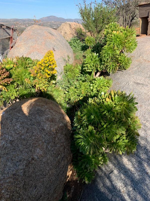 A photo of Aeonium arboreum