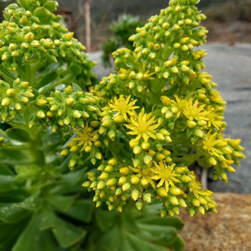A photo of Aeonium arboreum
