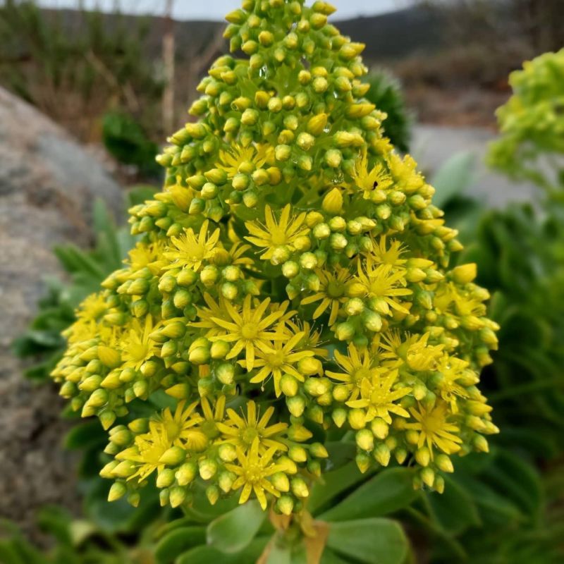 A photo of Aeonium arboreum
