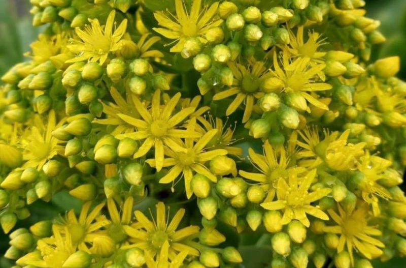 A photo of Aeonium arboreum
