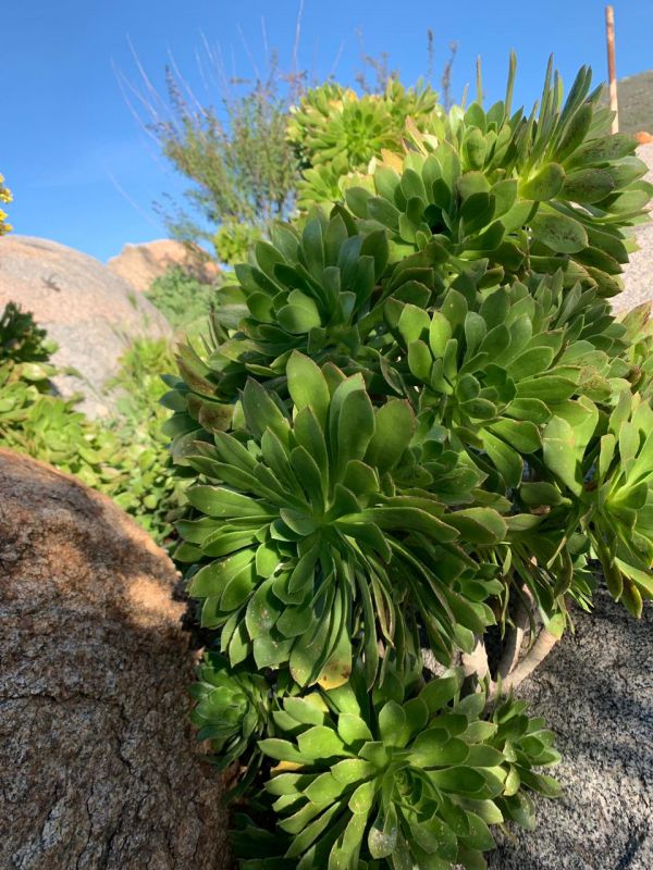 A photo of Aeonium arboreum