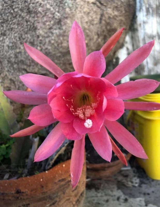 Foto de un cactus que se está identificando actualmente