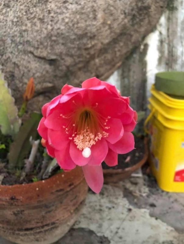 Foto de un cactus que se está identificando actualmente
