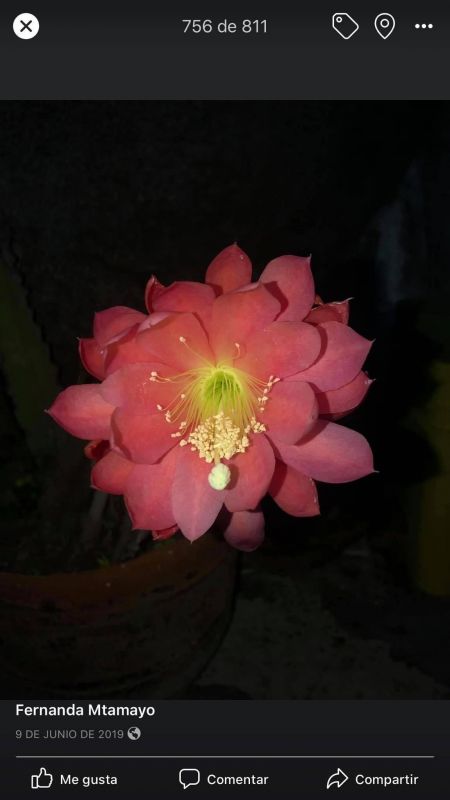 Foto de un cactus que se está identificando actualmente