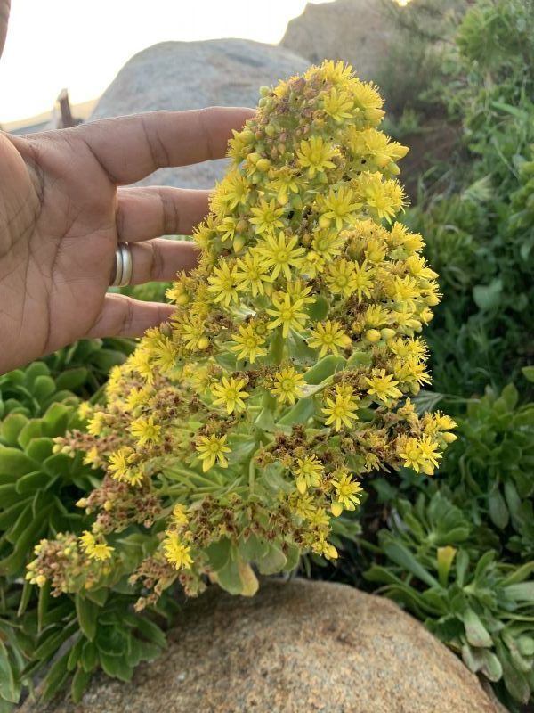 A photo of Aeonium arboreum