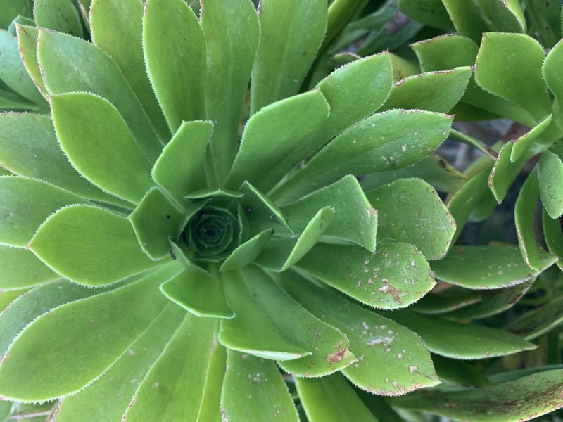 A photo of Aeonium arboreum