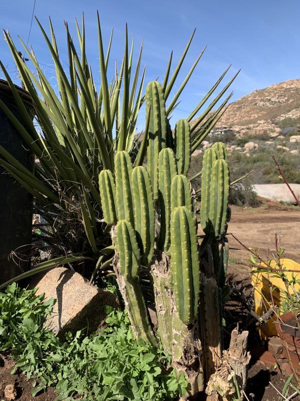 Una foto de Echinopsis pachanoi