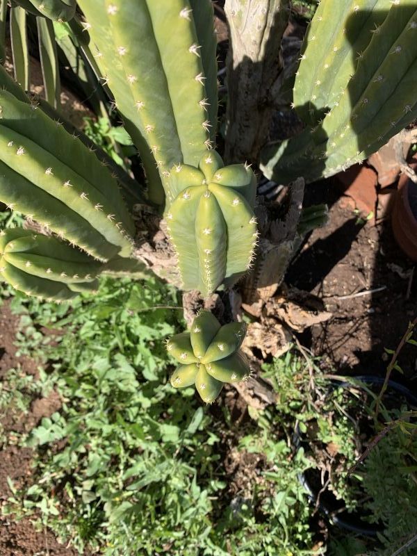 Una foto de Echinopsis pachanoi