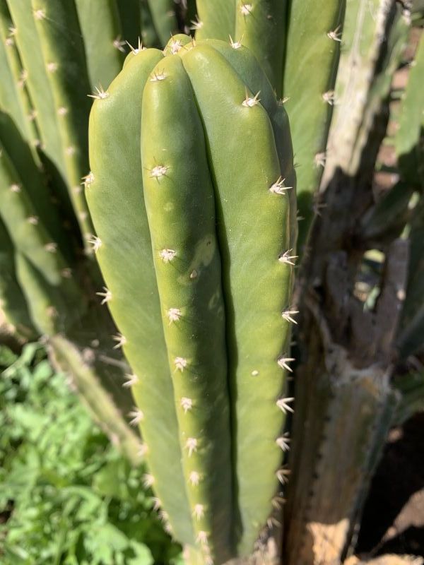 Una foto de Echinopsis pachanoi