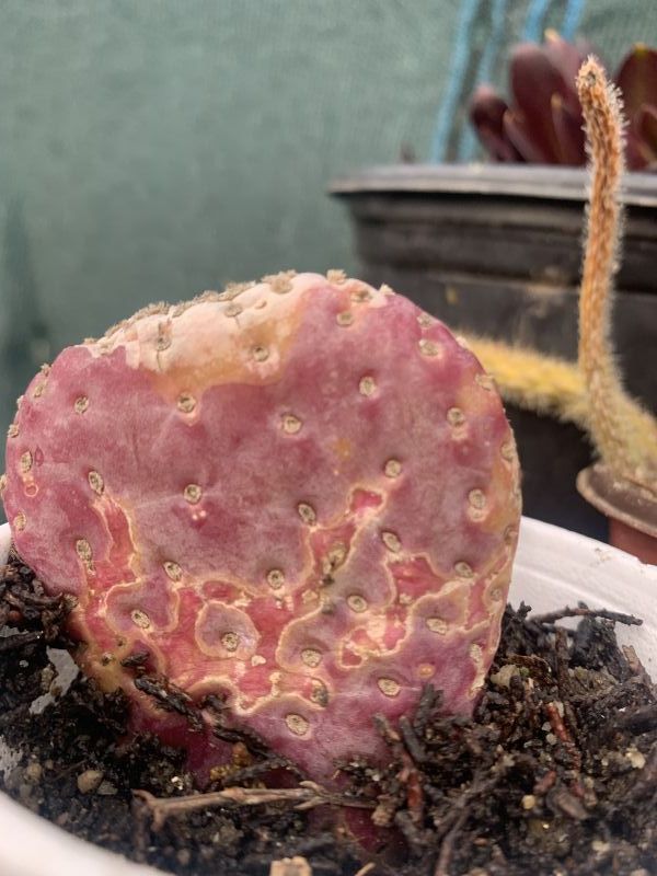Foto de un cactus que se está identificando actualmente