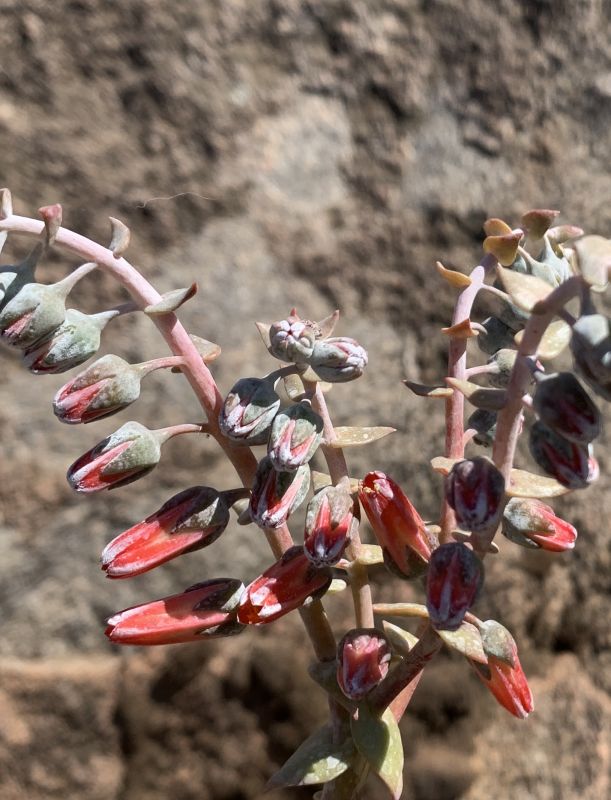 A photo of Dudleya pulverulenta