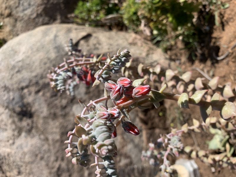 A photo of Dudleya pulverulenta