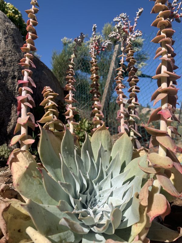 A photo of Dudleya pulverulenta