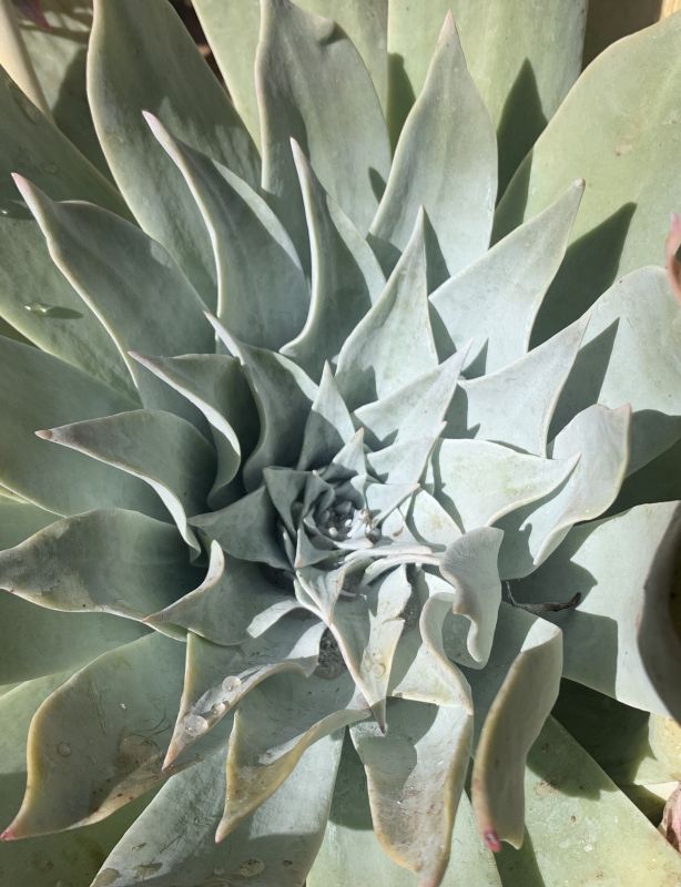 A photo of Dudleya pulverulenta