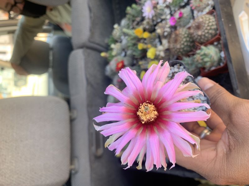 A photo of Echinocereus reichenbachii var. fitchii 