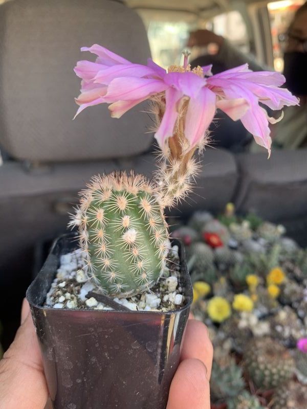 A photo of Echinocereus reichenbachii var. fitchii 