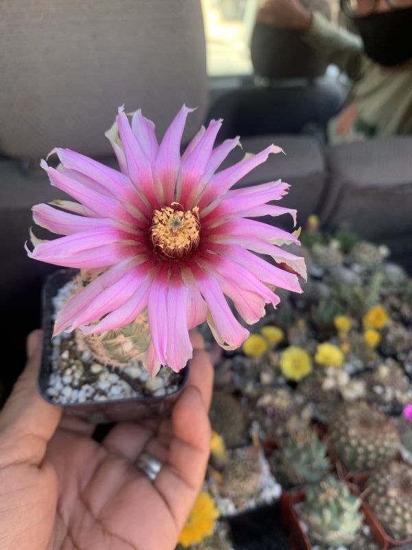 A photo of Echinocereus reichenbachii var. fitchii 