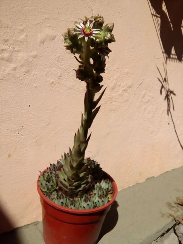 A photo of Sempervivum montanum