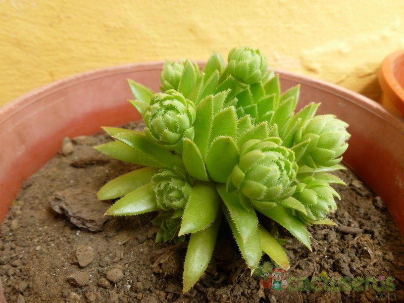 Una foto de Sempervivum tectorum cv. rubin