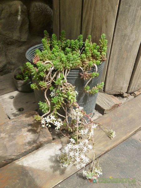 A photo of Sedum album