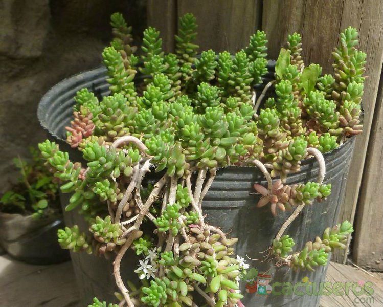 A photo of Sedum album