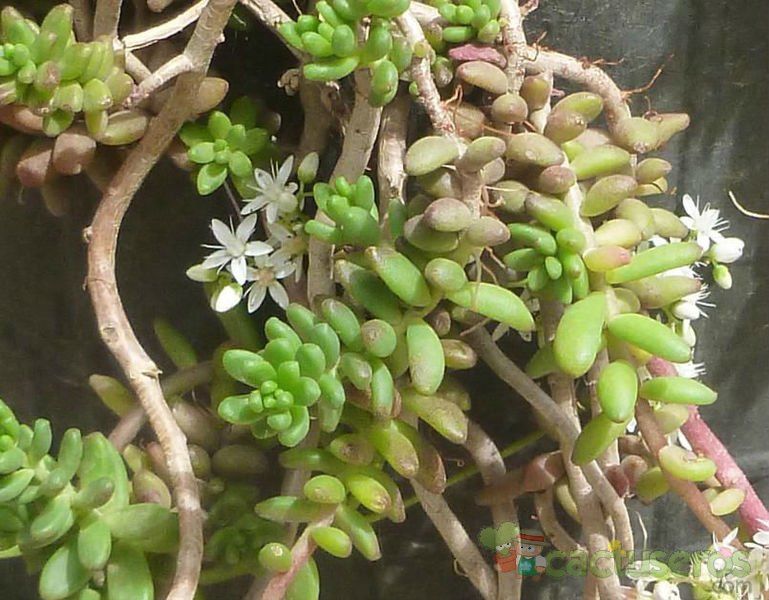 A photo of Sedum album