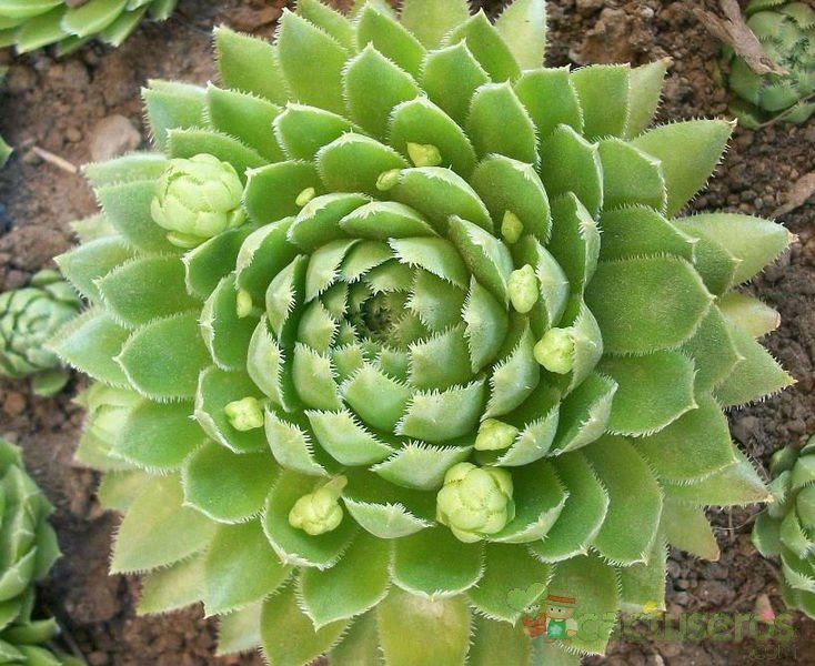 Una foto de Sempervivum tectorum cv. rubin