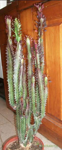 A photo of Euphorbia trigona var. rubra