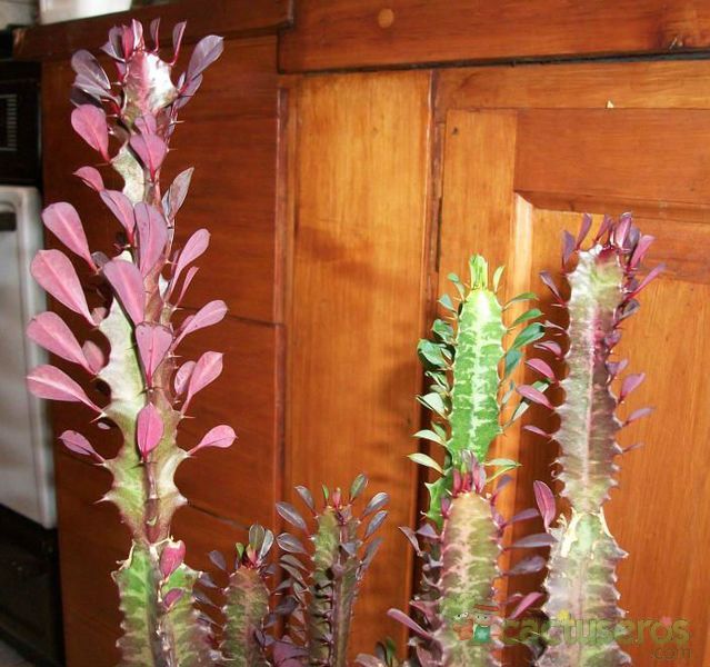 A photo of Euphorbia trigona var. rubra
