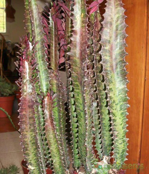 A photo of Euphorbia trigona var. rubra