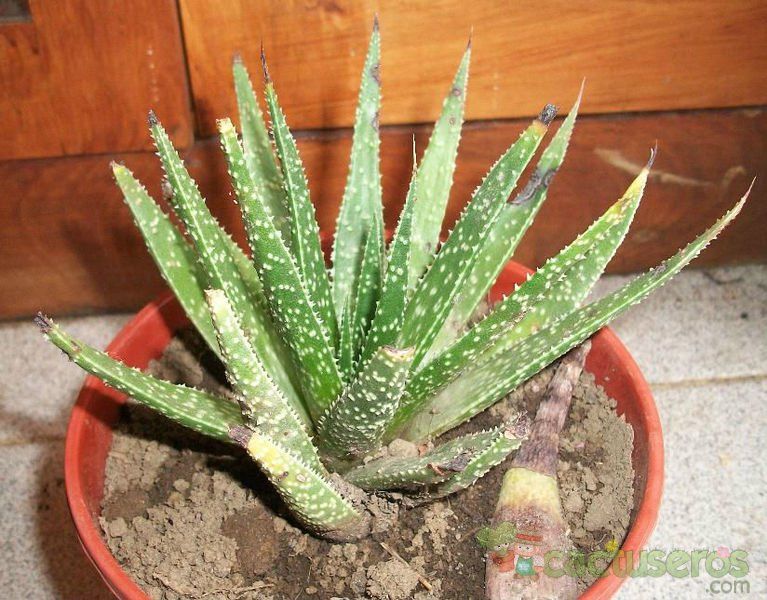 Una foto de Gasteraloe beguinii (Aloe aristata x Gasteria carinata var. verrucosa)
