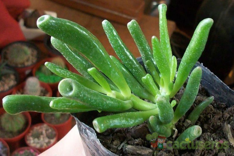 Una foto de Crassula ovata cv. hobbit