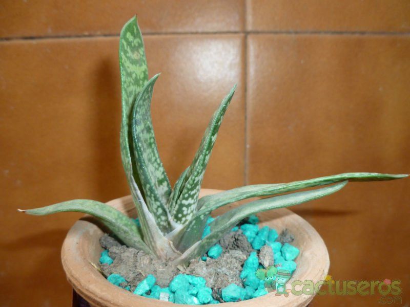 A photo of Gasteria carinata var. carinata