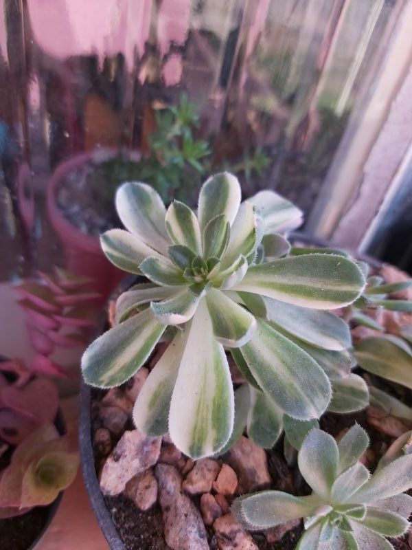 A photo of Aeonium castello-paivae fma. variegada