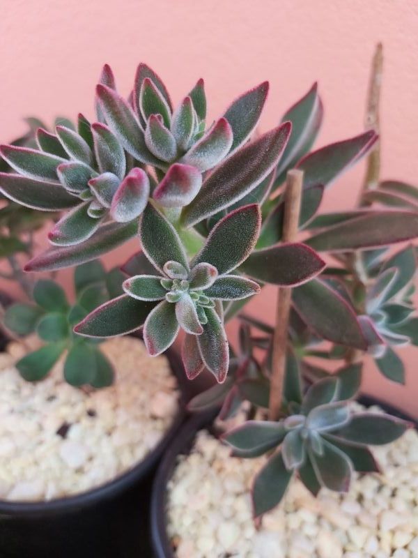 Foto de un cactus que se está identificando actualmente