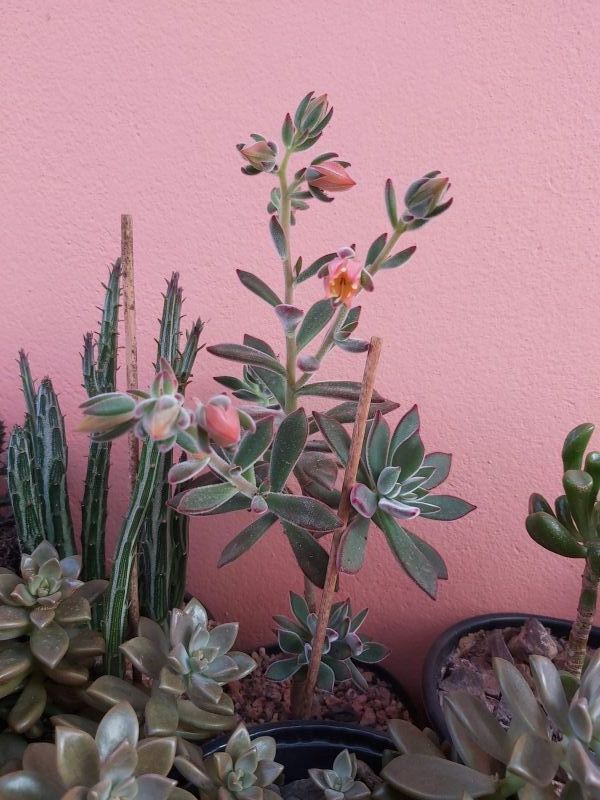 Foto de un cactus que se está identificando actualmente
