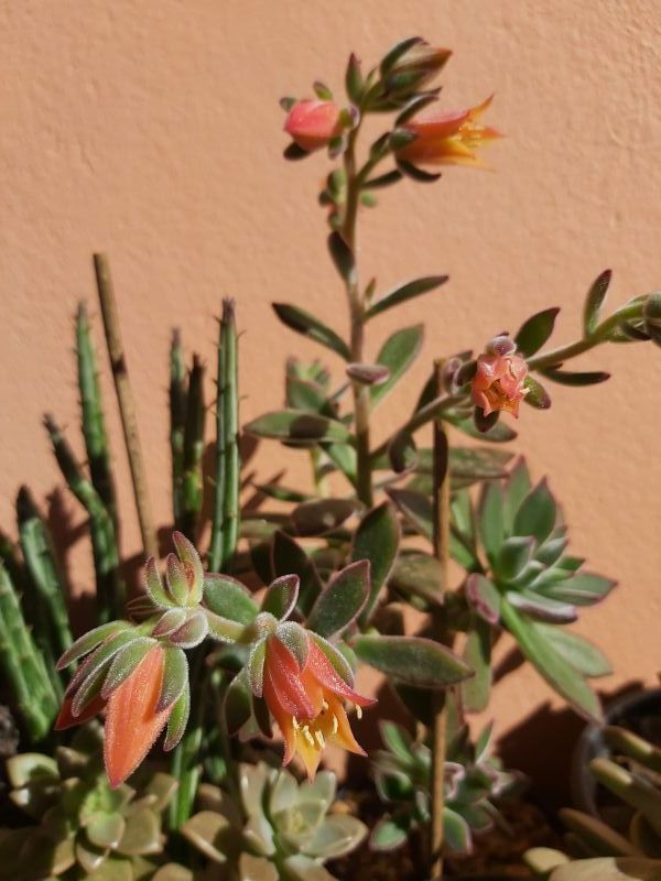 Foto de un cactus que se está identificando actualmente