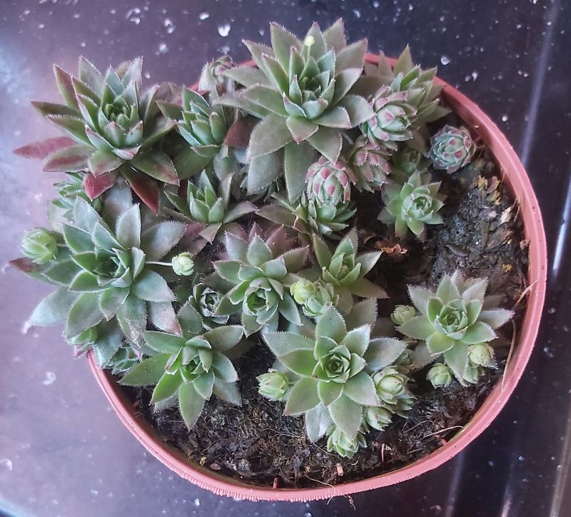 Una foto de Sempervivum dolomiticum