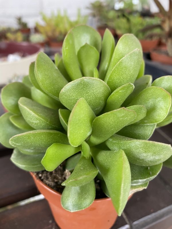 Una foto de Adromischus diabolicus  